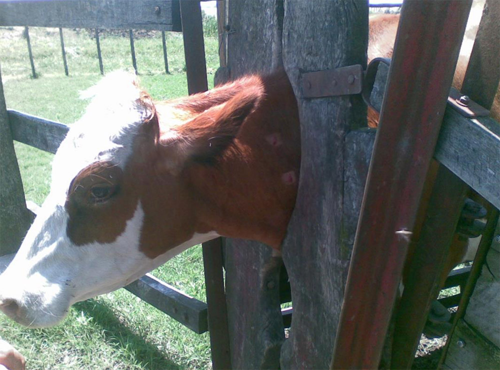 Tuberculosis animal: epidemiología y control