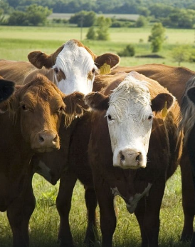 Diálogos para la construcción de propuestas frente al desafío del desarrollo sostenible de la ganadería.